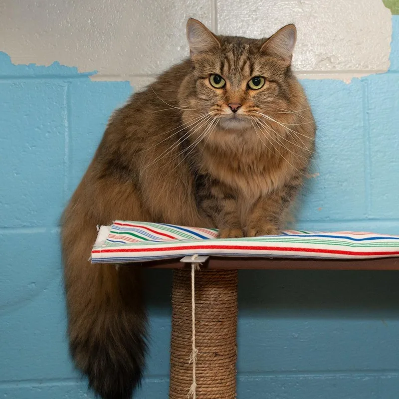 An adult medium-sized female Domestic Medium Hair cat named Winnie for adoption in Troy, OH