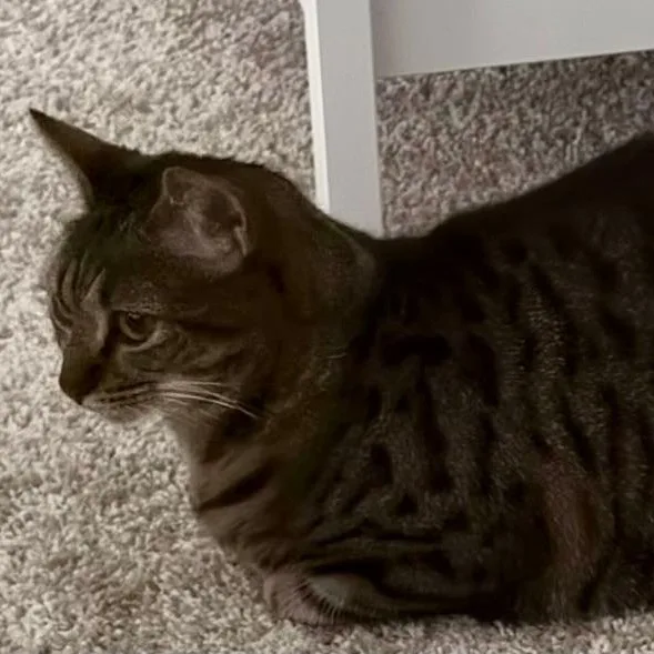An adult medium-sized female Tabby (Brown / Chocolate) Domestic Short Hair cat named Basboosa for adoption in Gastonia, NC