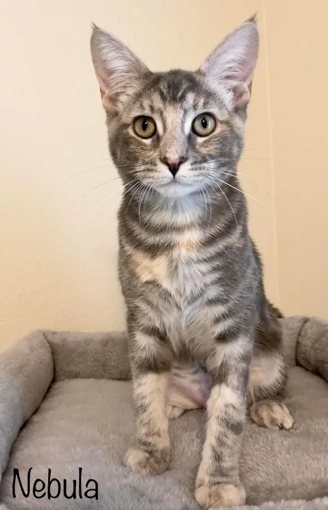 Nebula