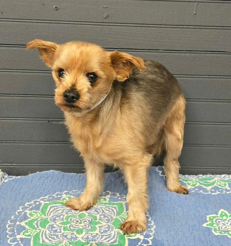 A senior small-sized male Bicolor Yorkshire Terrier dog named Linus for adoption in Newport, TN