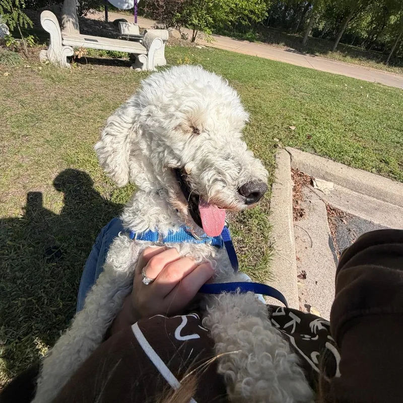 An adult small-sized male White / Cream Mixed Breed dog named Fiddler for adoption in Oshkosh, WI