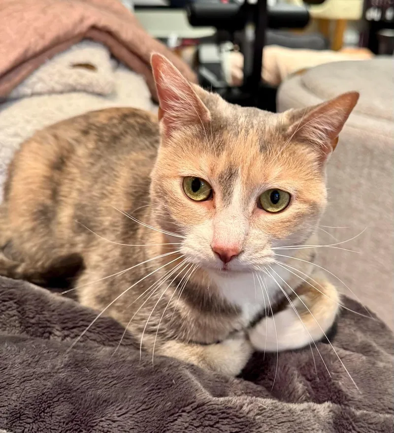 An adult medium-sized female Dilute Calico Domestic Short Hair cat named Petco Callie for adoption in Batavia, NY