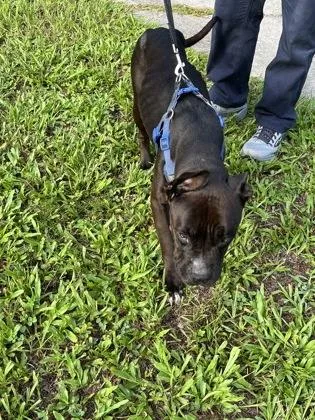 An adult medium-sized female American Bulldog dog named Bonnie for adoption in Gainesville, FL