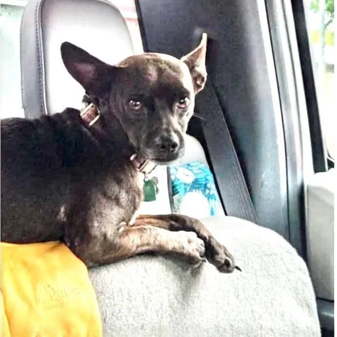 An adult small-sized male Black Chihuahua dog named Smokey for adoption in Weatherford, TX