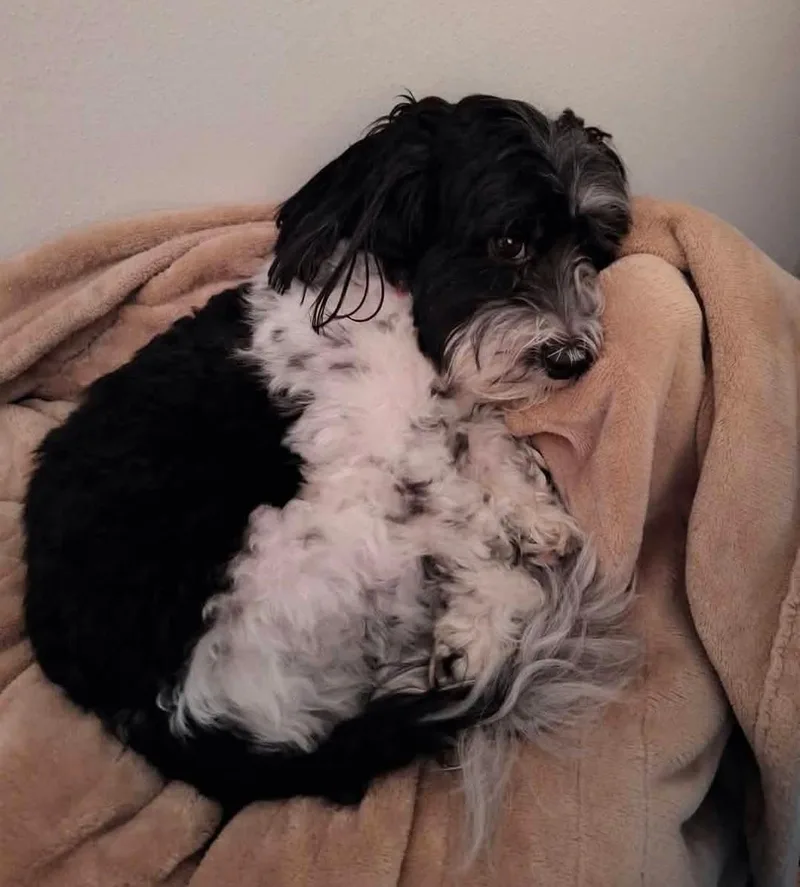 An adult small-sized female Havanese dog named Bella for adoption in Jefferson City, MO