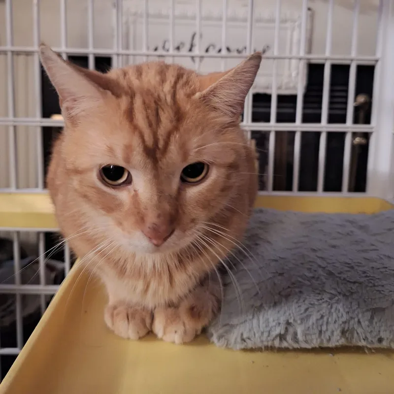 Butterball thumbnail 2