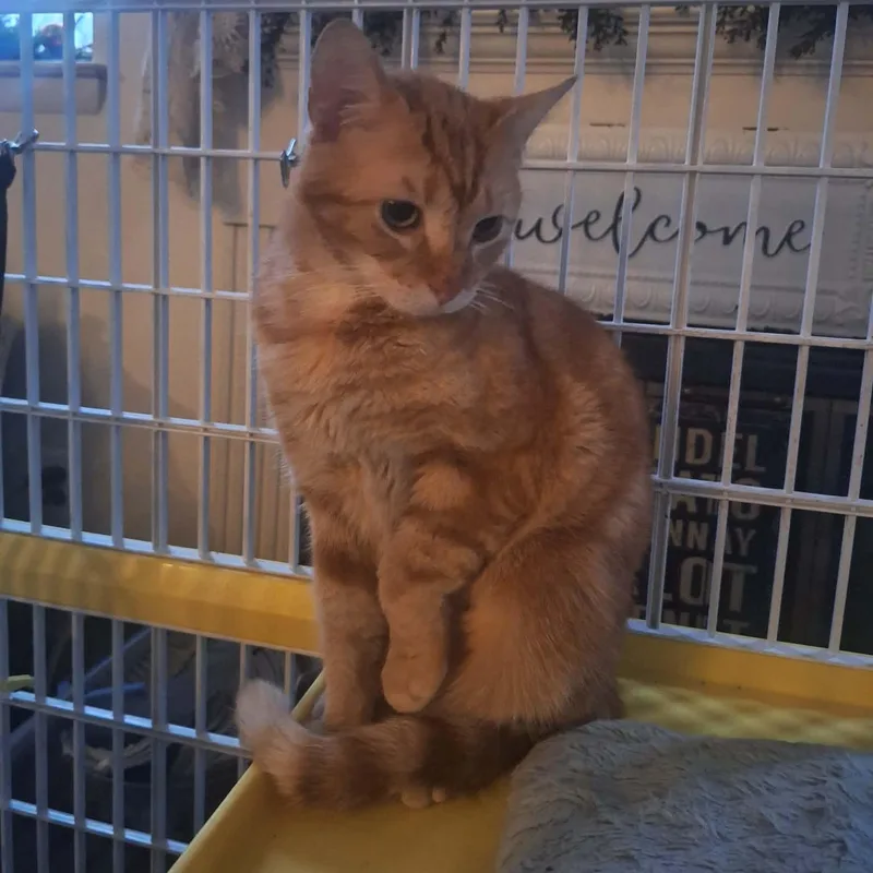 Butterball thumbnail 3