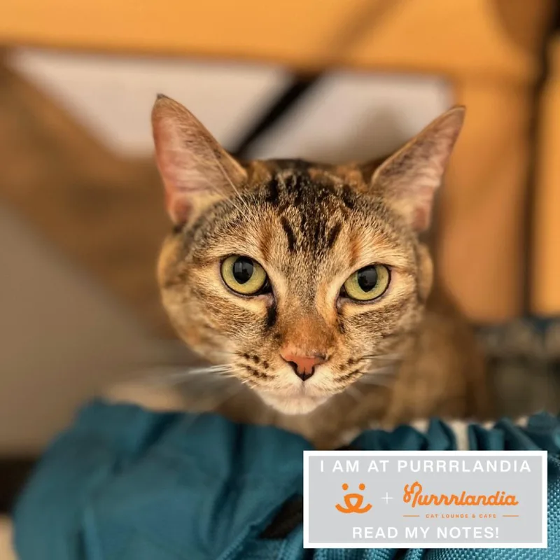 An adult large-sized female Domestic Short Hair cat named Starfox for adoption in Los Angeles, CA