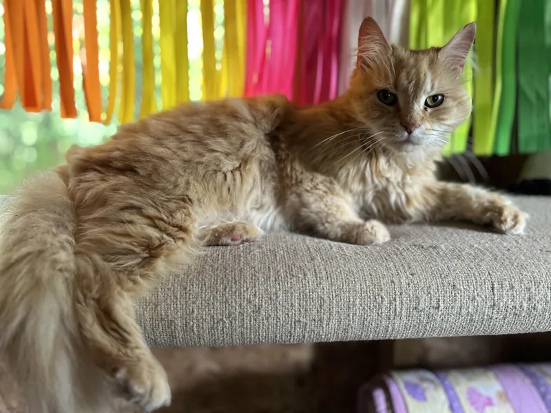 Peaches