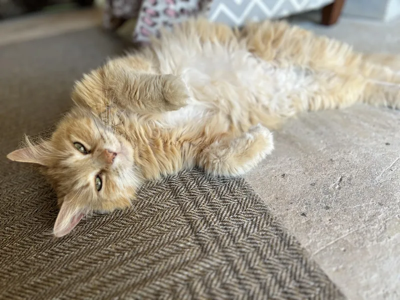 Peaches thumbnail 2
