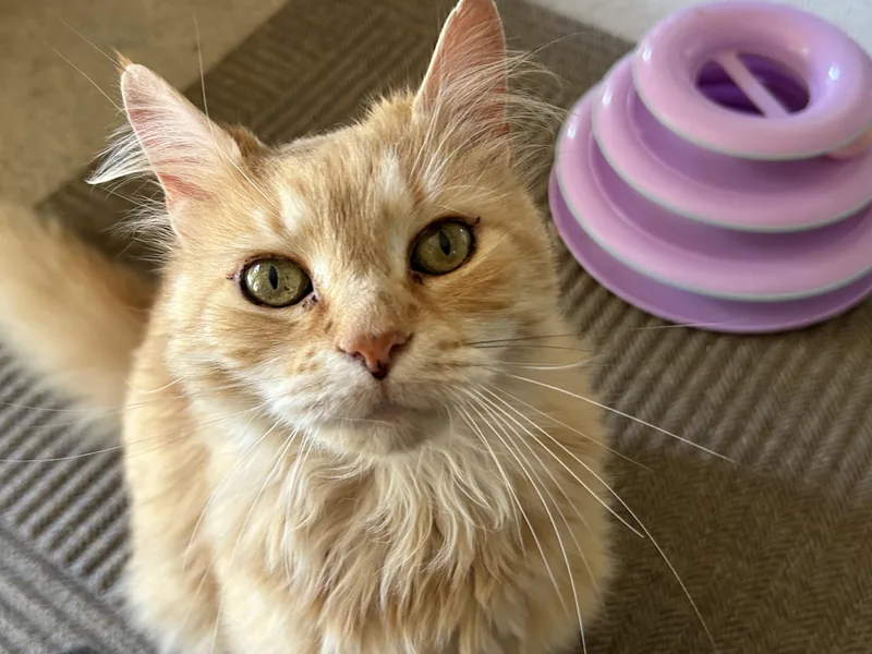 Peaches thumbnail 3