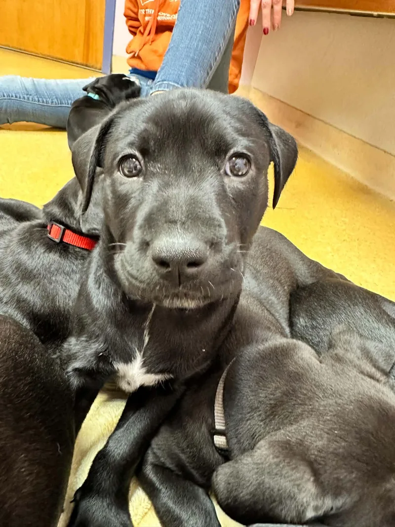 A young medium-sized female Pit Bull Terrier dog named Dorothy for adoption in Shillington, PA