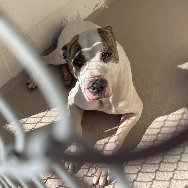 A baby small-sized male Mixed Breed dog named Parker for adoption in Newark, NJ
