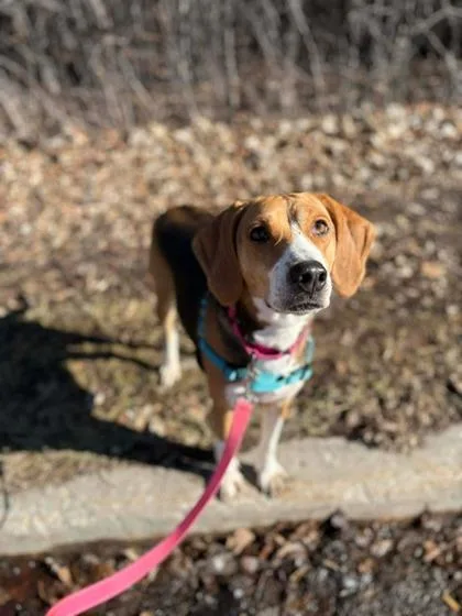 A young medium-sized female Tricolor (Brown, Black, & White) Treeing Walker Coonhound dog named Tansy for adoption in Neenah, WI