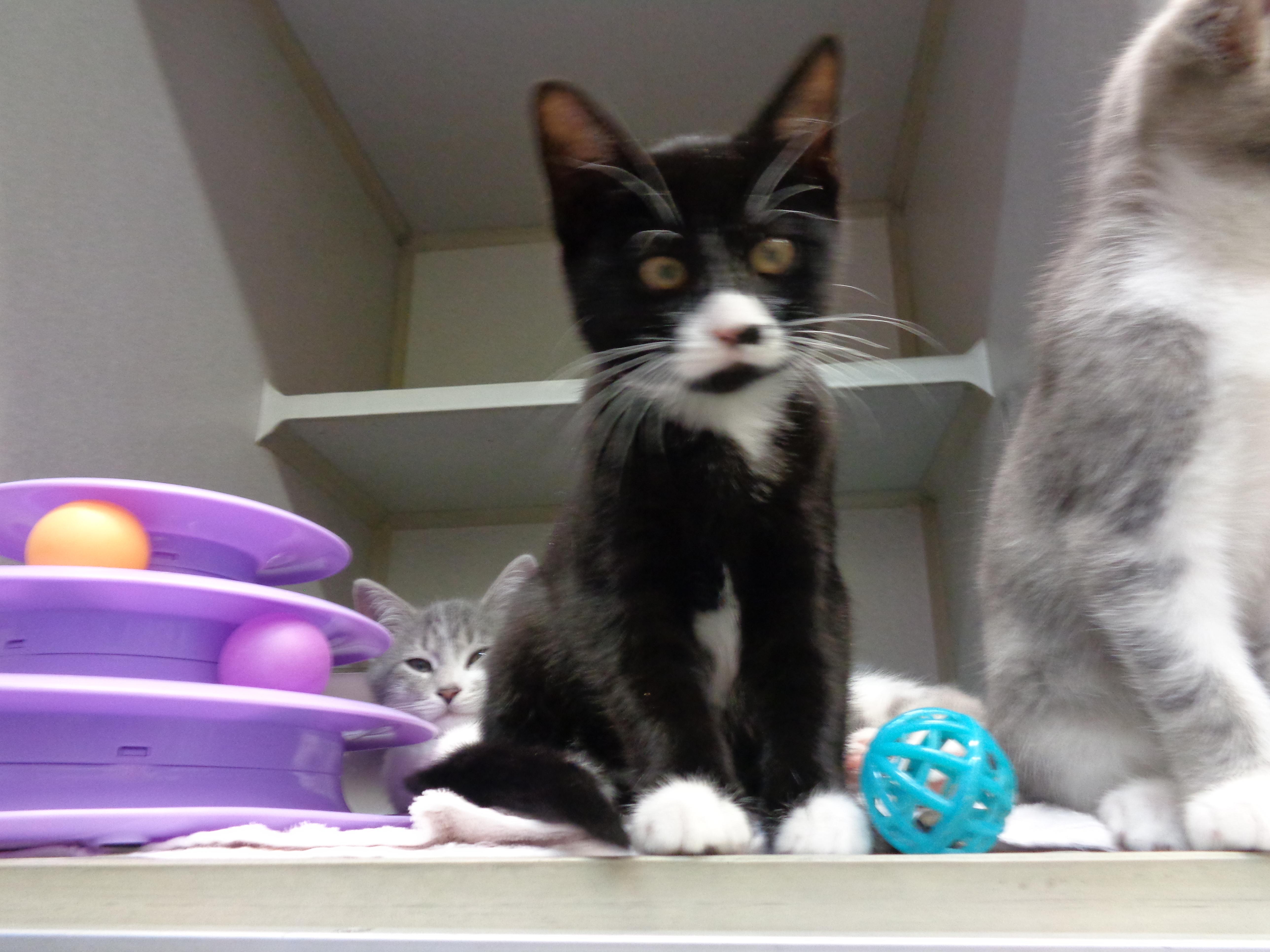 A baby small-sized female Black & White / Tuxedo Tuxedo cat named Periwinkle for adoption in Delhi, NY