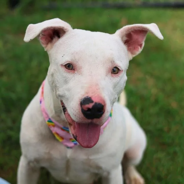 A young medium-sized female American Staffordshire Terrier dog named Liv for adoption in San Antonio, TX