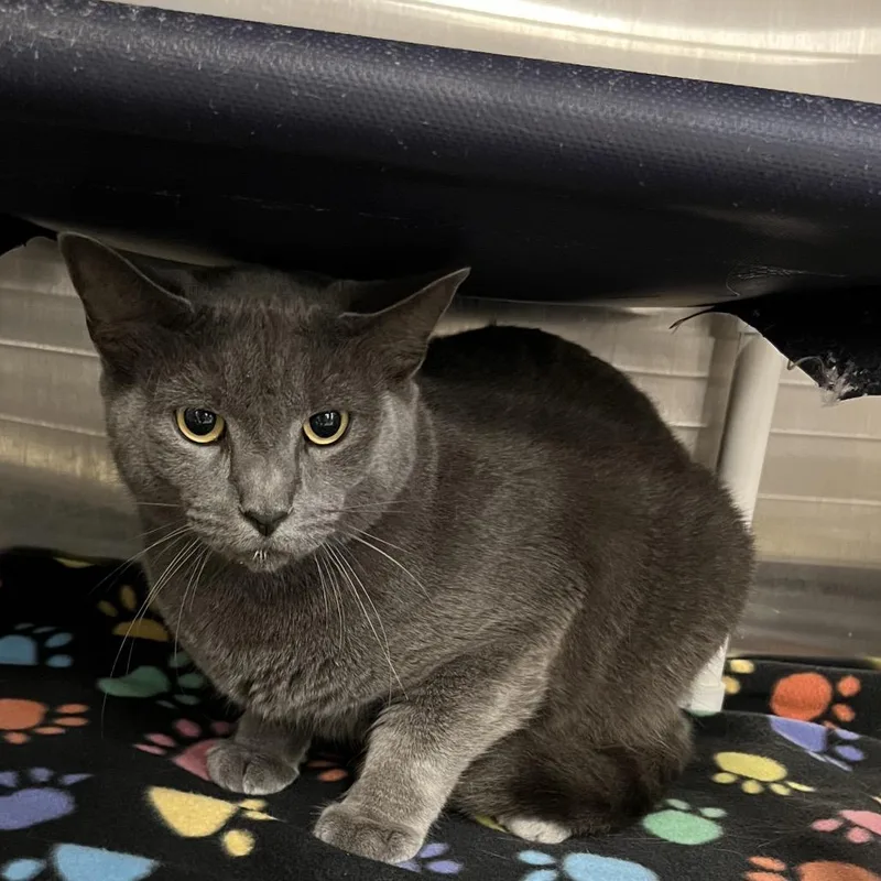 An adult extra large-sized male Domestic Short Hair cat named Goofball for adoption in West Palm Beach, FL