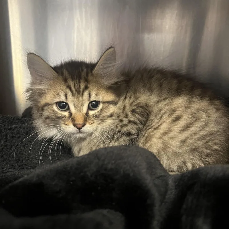 A baby small-sized male Brown / Chocolate Domestic Medium Hair cat named Pickles for adoption in Mentor, OH