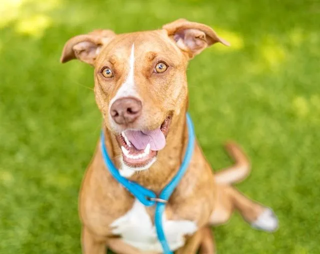 A young large-sized female Brittany Spaniel dog named Alani for adoption in San Jose, CA