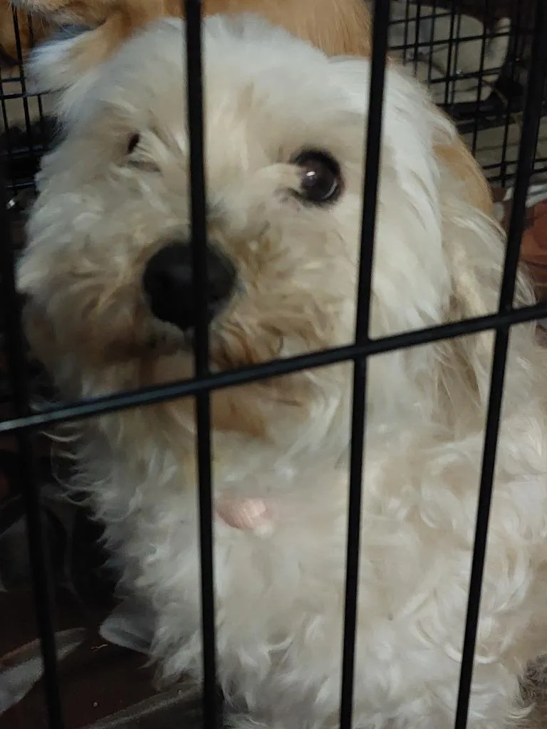 A young medium-sized female Poodle dog named Woo for adoption in Brownwood, TX