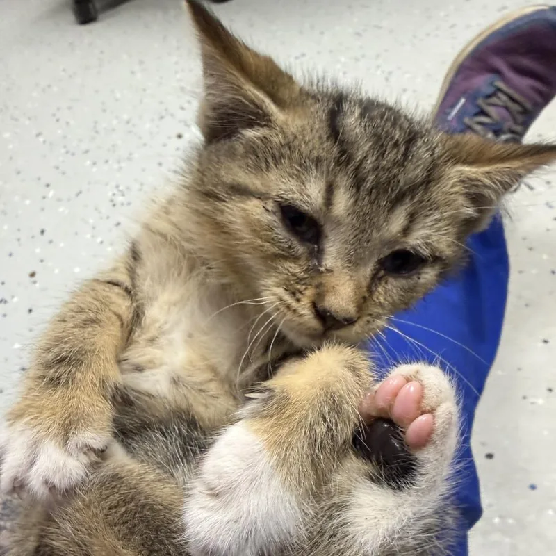 A baby small-sized male Brown / Chocolate Domestic Long Hair cat named Riesling for adoption in Marion, VA