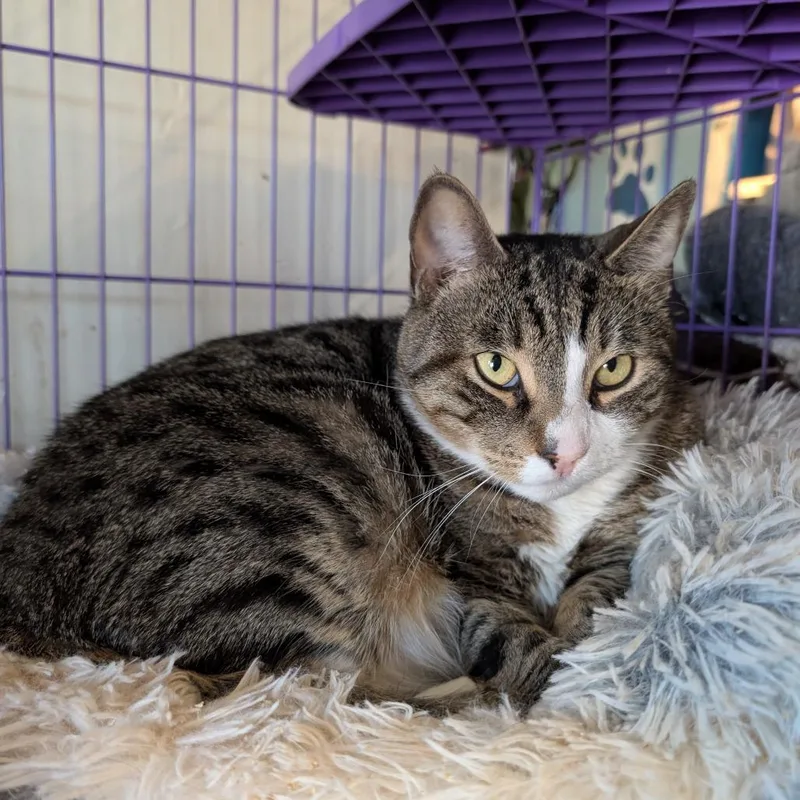 An adult small-sized male Brown / Chocolate Domestic Short Hair cat named Rocco for adoption in Saugerties, NY