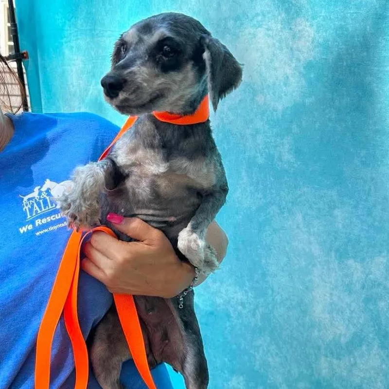 An adult small-sized female Gray / Blue / Silver Miniature Schnauzer dog named Jayne Mansfield for adoption in St. Charles, IL
