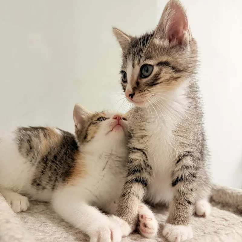 Nico And Sadie thumbnail 3