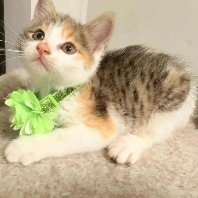 Nico And Sadie thumbnail 4