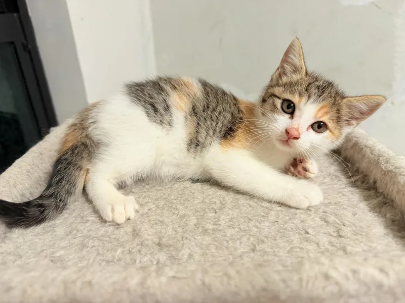 Nico And Sadie thumbnail 5