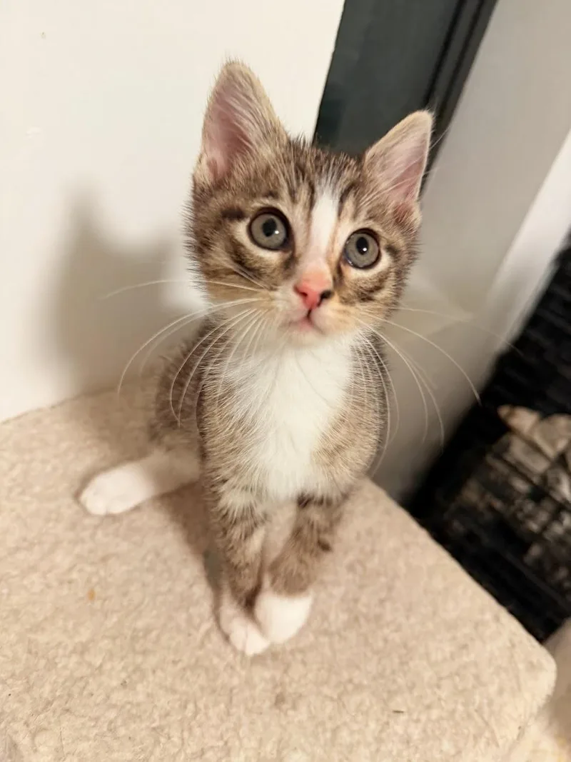 Nico And Sadie thumbnail 6