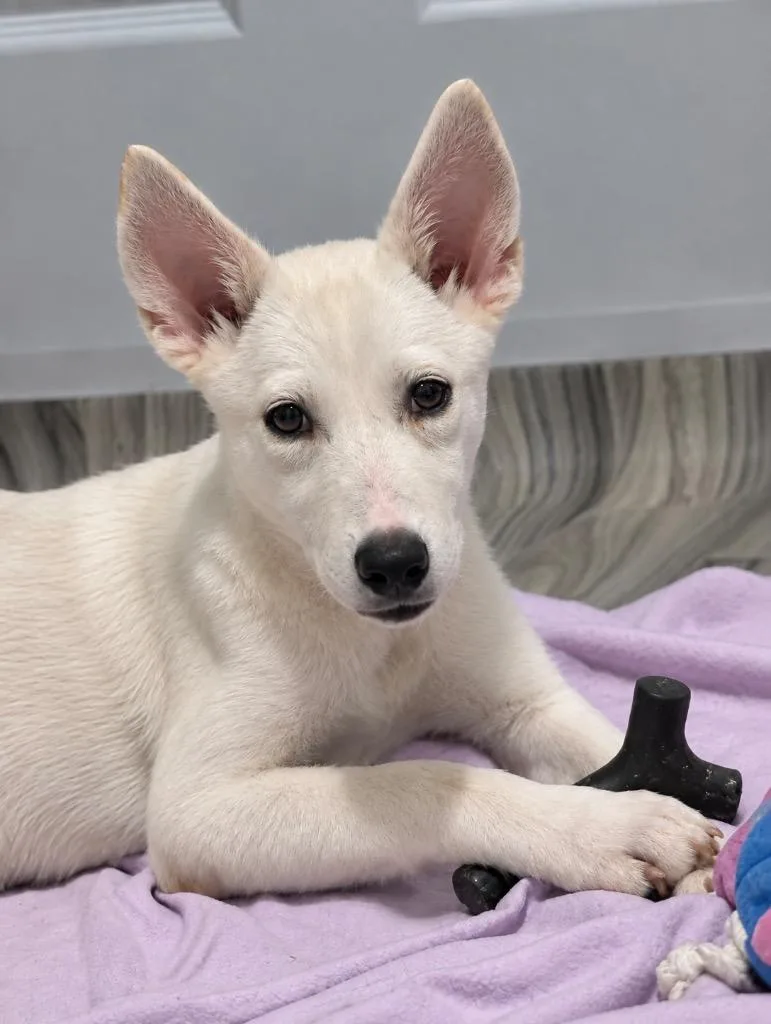 A baby large-sized female Shepherd dog named Bunny for adoption in Princeton, MA