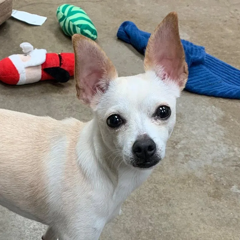 A young small-sized male Chihuahua dog named Cody for adoption in Bloomfield, CT