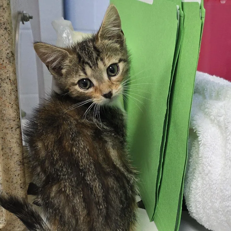 A baby small-sized female Calico Domestic Short Hair cat named Scamp for adoption in Yanceyville, NC