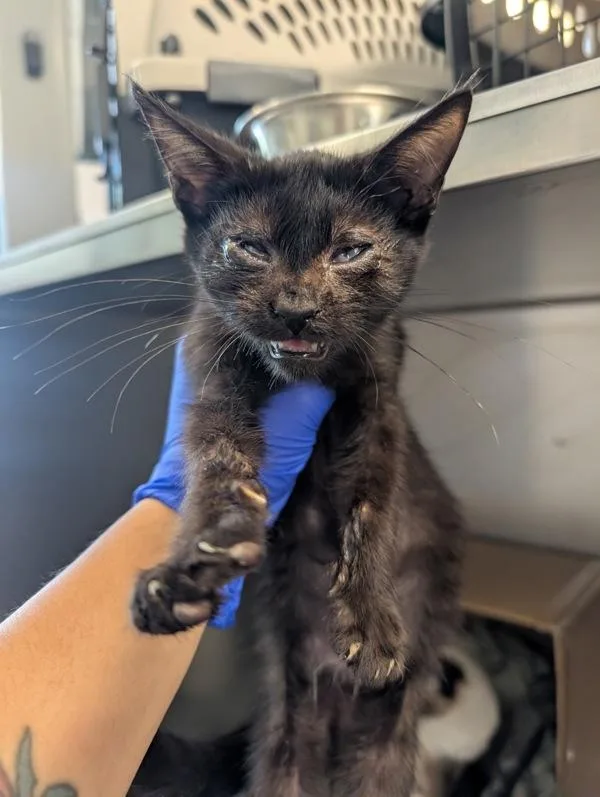 A baby small-sized male Domestic Short Hair cat named Almond for adoption in San Diego, CA