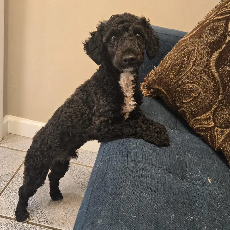 An adult small-sized male Black Miniature Poodle dog named Jonty for adoption in Normal, IL