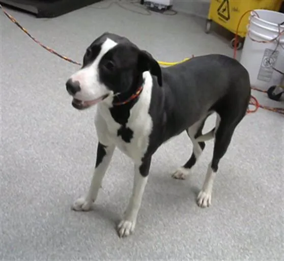 A young medium-sized female Pit Bull Terrier dog named A for adoption in Pasadena, TX