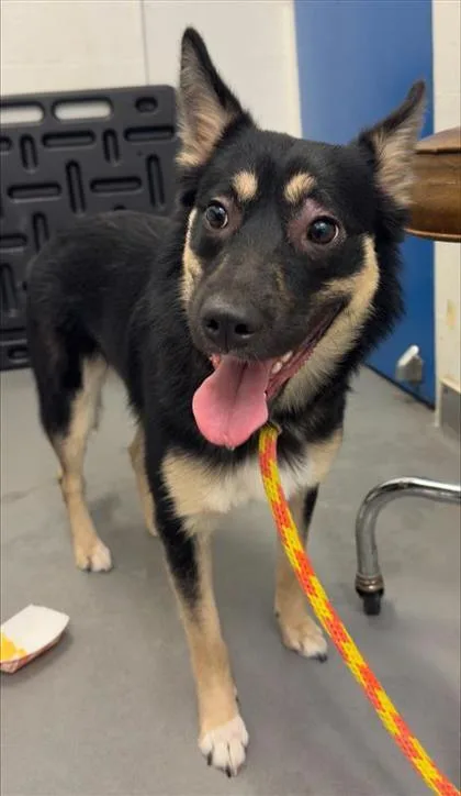 A young medium-sized female Mixed Breed dog named Ohana for adoption in Seattle, WA