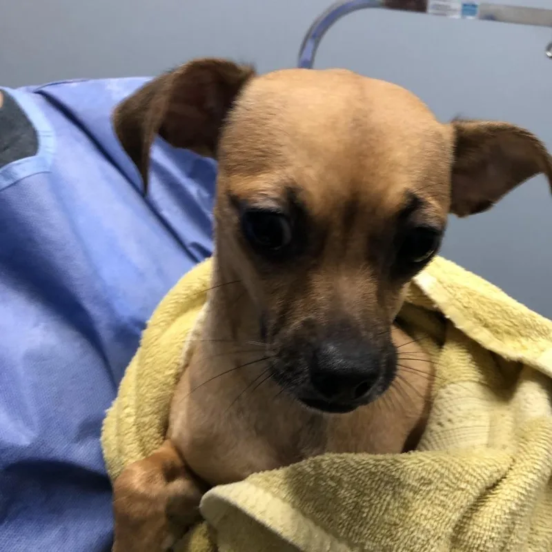An adult small-sized female Mixed Breed dog named Small Fry for adoption in Oak Park, IL