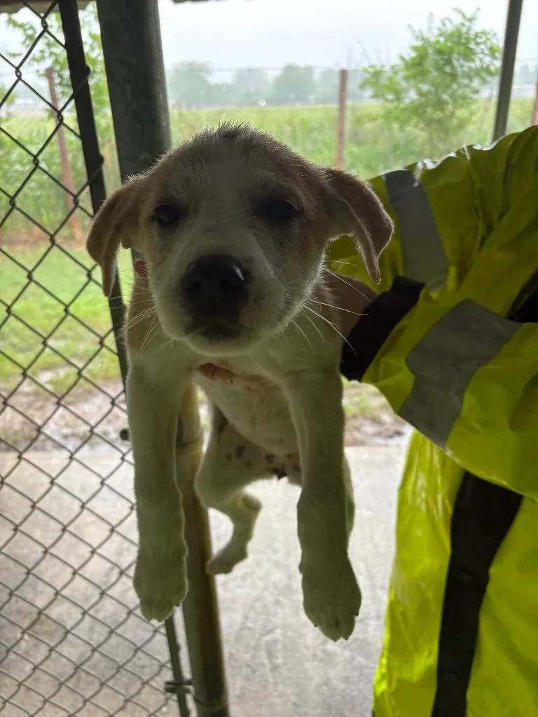 A baby medium-sized female Great Pyrenees dog named Florence for adoption in Ada, OK