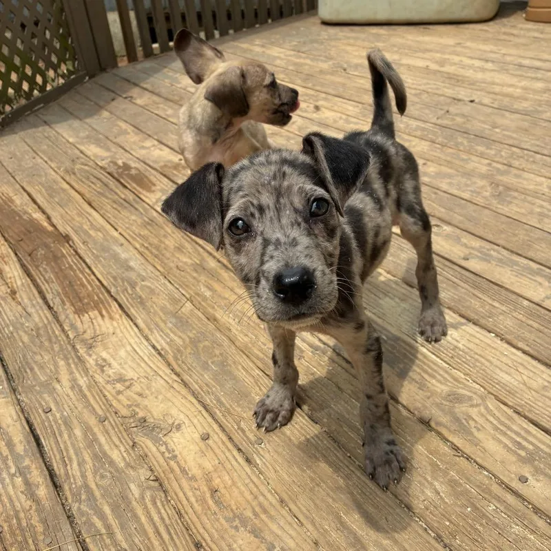 A baby medium-sized male Gray / Blue / Silver Poodle dog named Gideon for adoption in Alexandria, VA