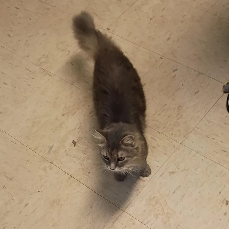 A senior medium-sized female Domestic Long Hair cat named Ellie for adoption in Columbus, NC