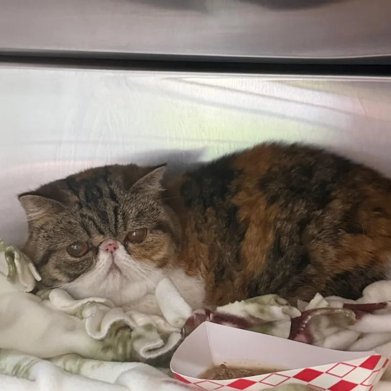 An adult medium-sized female Calico Exotic Shorthair cat named Marley for adoption in Kennebunk, ME