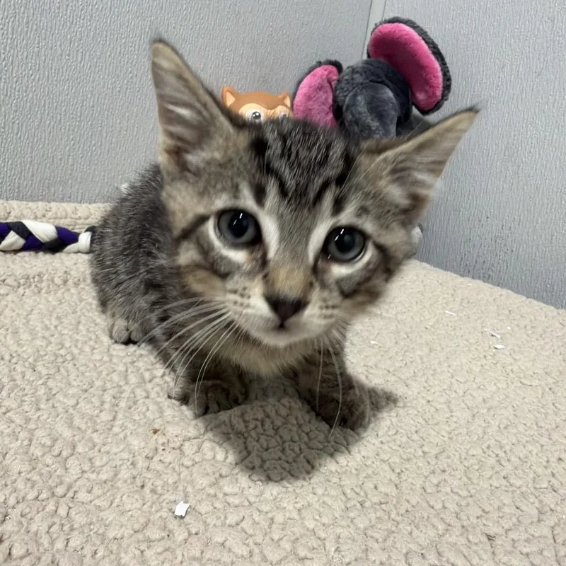 A baby small-sized male Domestic Short Hair cat named Soren for adoption in Tampa, FL