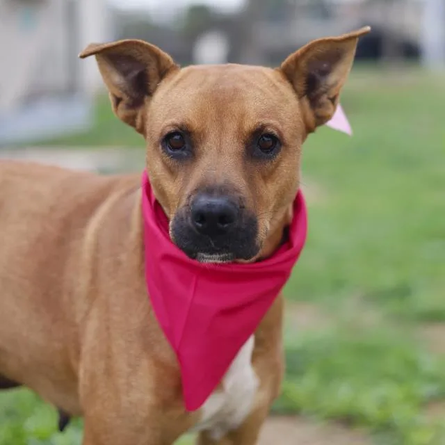 A young medium-sized female American Staffordshire Terrier dog named Jenny for adoption in San Antonio, TX