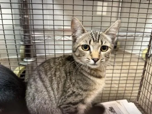 A young medium-sized female Domestic Short Hair cat named A for adoption in San Pedro, CA
