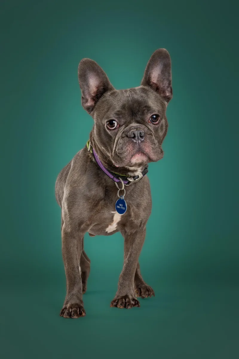 An adult small-sized male Gray / Blue / Silver French Bulldog dog named Yoda for adoption in Tyler, TX
