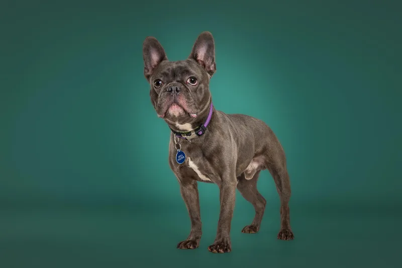 Yoda thumbnail 3