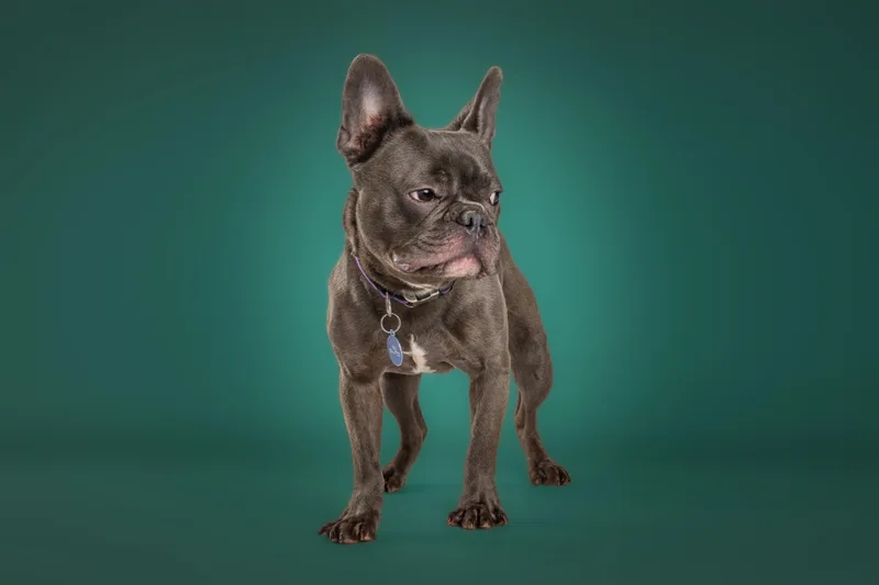 Yoda thumbnail 5