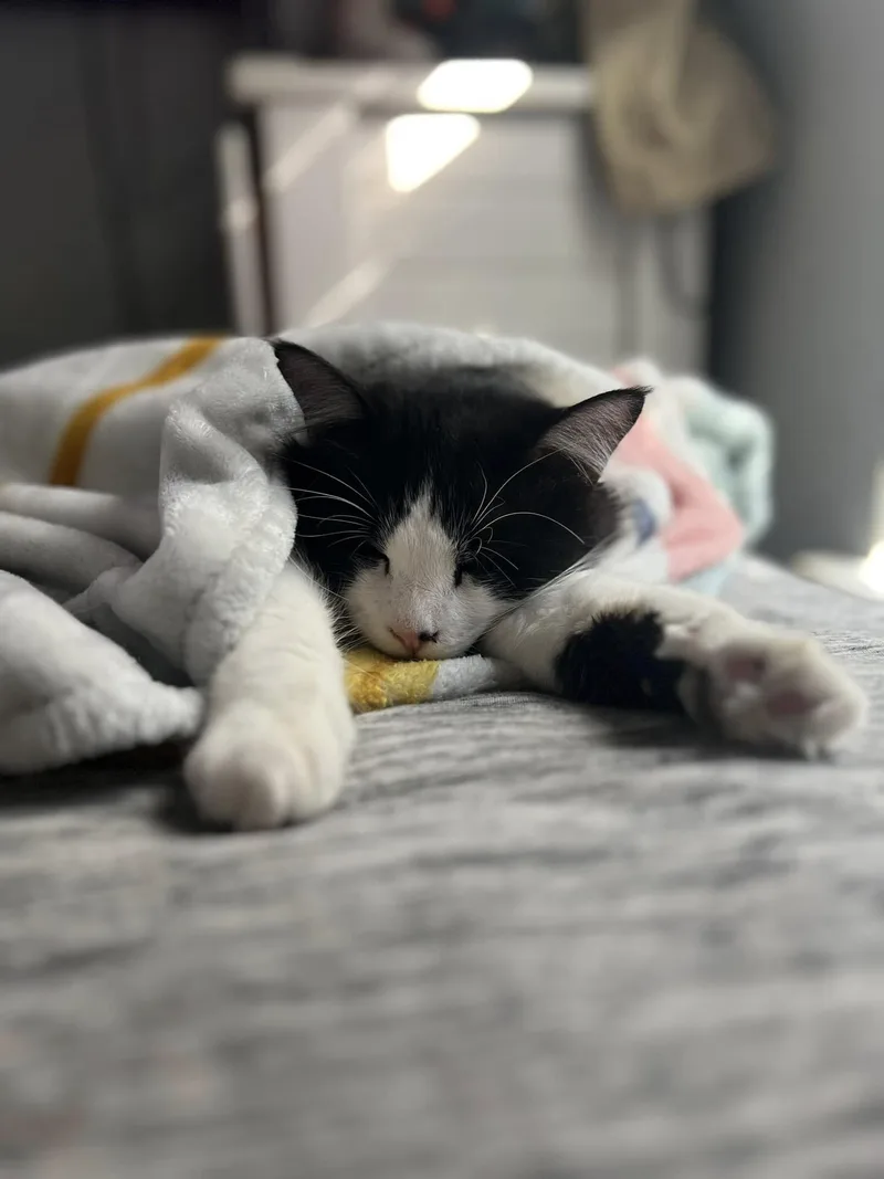 Patrick $ thumbnail 2